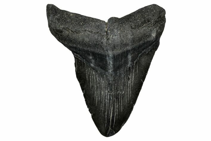 Bargain, , Fossil Megalodon Tooth - Georgia #338771